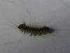Lymantria dispar